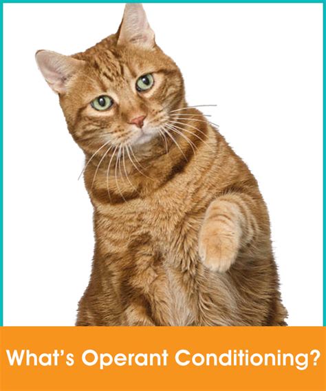 Understanding Operant Conditioning Cat Behavior Solutions