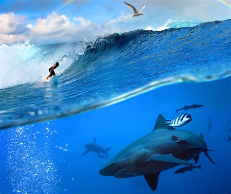 What Happens When A Shark Meets A Surfer Surfd