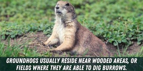 13 Animals That Dig Holes In Yard Identifying Holes In Yard Pests Hero