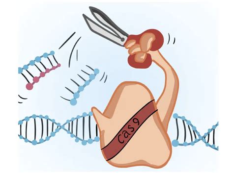 CRISPR Cas9 Simple