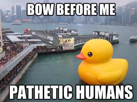 rubber ducky memes and interweb pinterest memes