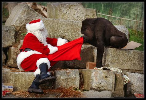 Father Christmas A Gorilla Called Emmie Its Beginning To Look A Lot