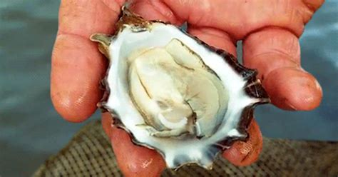 Herpes Is Killing Off Worlds Oysters