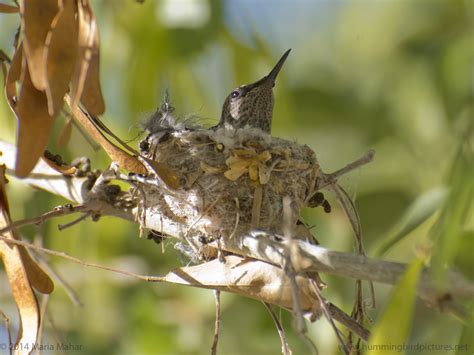 How Small Is A Hummingbird Nest