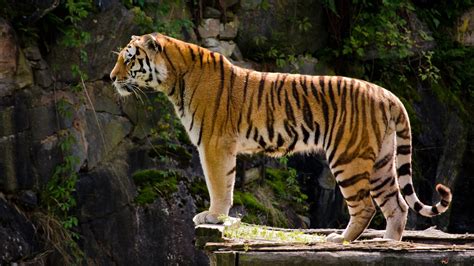 Royal Bengal Tiger 2k Wallpaper Download