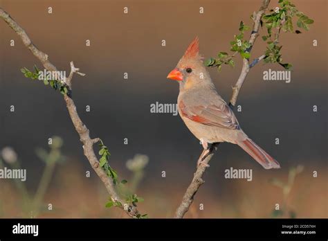 Northern Cardinal Cardinalis Cardinalis Female Perched South Texas