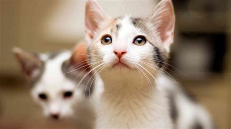 Taming Feral Kittens The Cat Bandit Blog