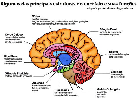 FunÇÕes Cerebrais Encéfalo Neurociência Mapa Mental