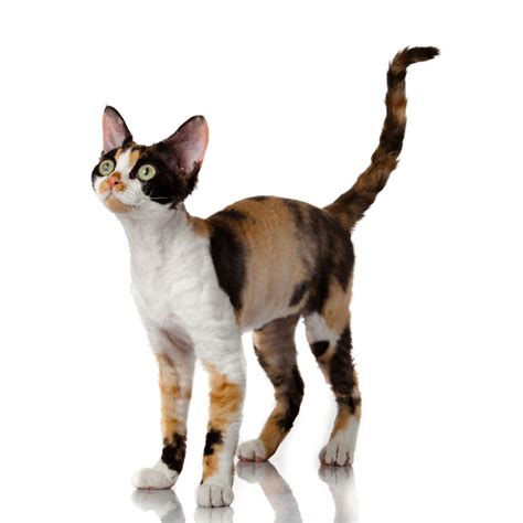 Devon Rex Cat Cat Breed Info And Characteristics