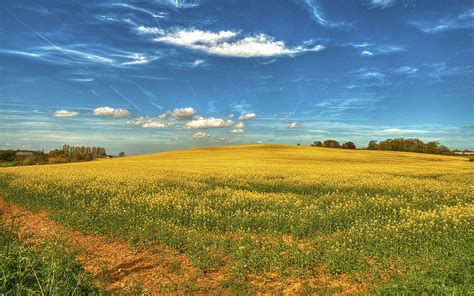 Download Wallpaper 3840x2400 Field Flowers Sky Landscape Ultra Hd 4k