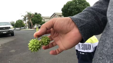 Spikey Tree Balls What Are They Youtube