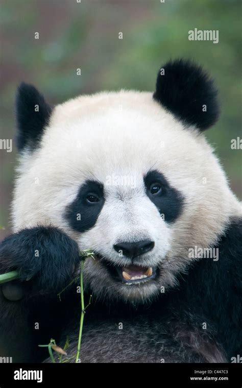 Großer Panda Ailuropoda Melanoleuca Panda Zucht Und Forschung