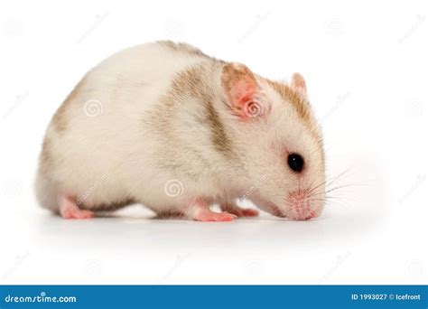 White Hamster Royalty Free Stock Photography Image 1993027