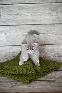 "Kiwi_Pyraw" Throw Blanket by Pyraw | Redbubble