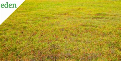 Yellow Grass Causes And Treatment Eden Lawn Care And Snow Removal