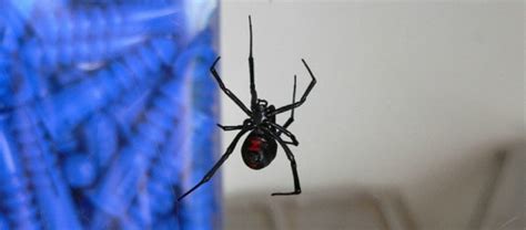 7 how dangerous black widows are? Wolf Spiders vs Black Widow Spiders: Which is More Dangerous?