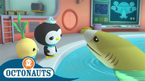 Octonauts Baby Sharks Cartoons For Kids Underwater Sea Education