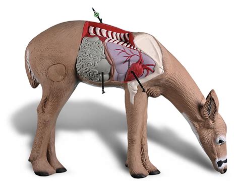 Deer Anatomy For Hunting