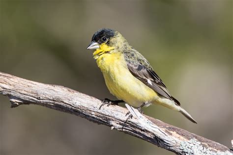Less can be used both as a comparitive and as an adj. Lesser Goldfinch (Spinus psaltria)