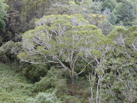 Acacia Koa L Remarkable Adaptation Our Breathing Planet