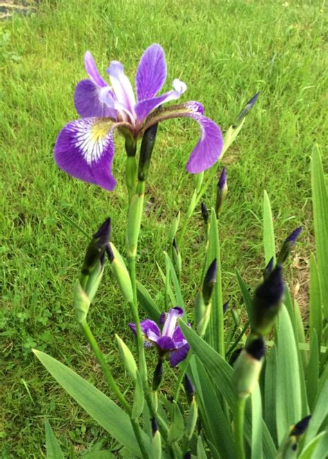 Iris Versicolor Iris Blue Flag 1 Behmerwald Nursery