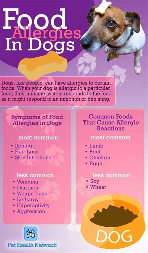 Food Allergies In Dogs Take A Moment To Read This Chart And See If