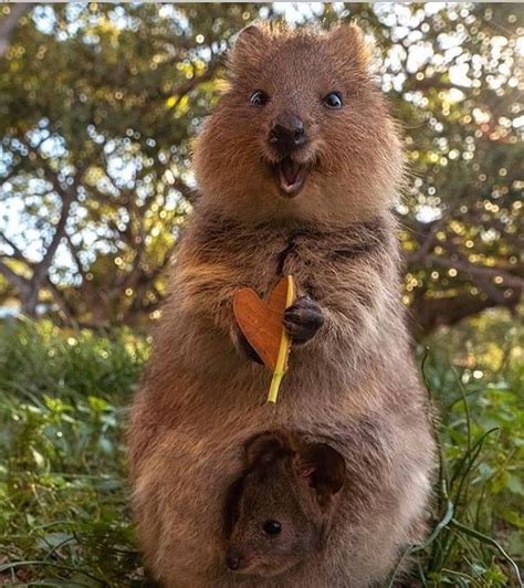 Quokkas Are The Happiest Animals On Earth With Their Extremely