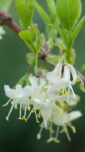 Lonicera Purpusii Winter Beauty Very Fragrant Flowering Honeysuckle