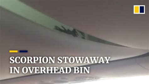 Scorpion Stowaway Filmed In Overhead Bin On Indonesian Passenger Jet
