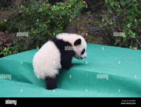 A Giant Panda Cub Born In 2017 Acts Cute During A Public Event At The Chengdu Research Base Of