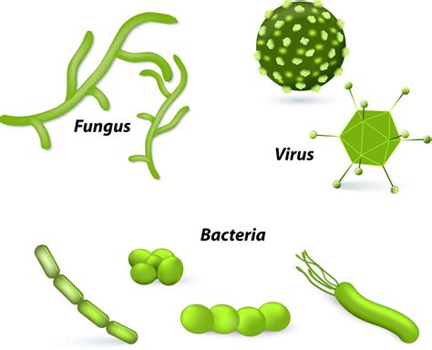 11b1005 Bacteria Viruses Fungi Instructional Resources And