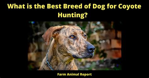 5 Aggressive Breeds Best Coyote Hunting Dogs Hunting Pdf 2023