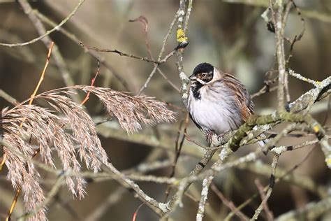 Common Reed Bunting Emberiza Schoeniclus My First Sighti Flickr