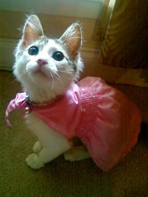 lover cat dress 24c