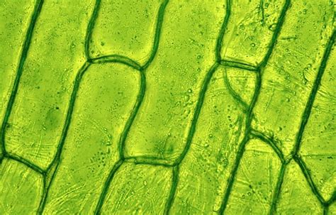 Prokaryotic And Eukaryotic Cells Under Microscope