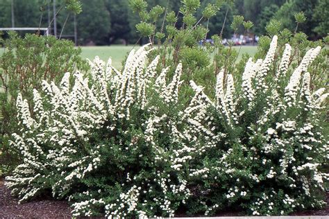 Spiraea Nipponica Snowmound Landscape Plants Oregon State University