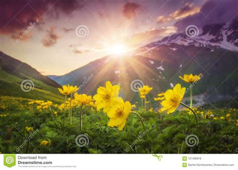 Vibrant Mountain Landscape With Yellow Flowers On Foreground At Sunset