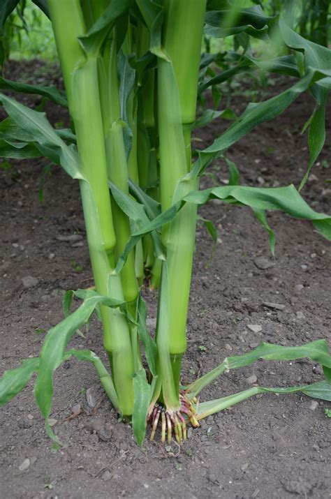 Growing Sweet Corn Heres How To Keep Your Stalks From Toppling