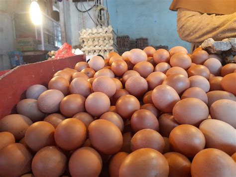 Harga Telur Ayam Ras Di Kota Ternate Mulai Naik Kalesang