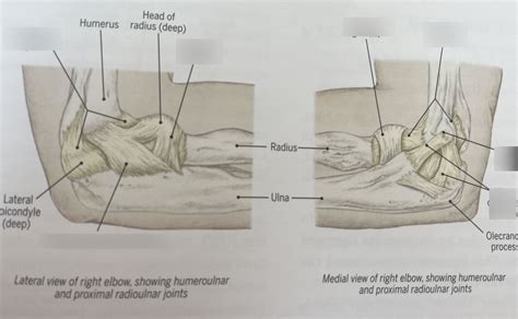 Elbow Joints Diagram Quizlet