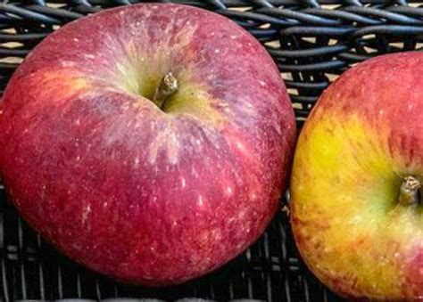 Your Guide To The Best Apples For Baking And Cooking Allrecipes