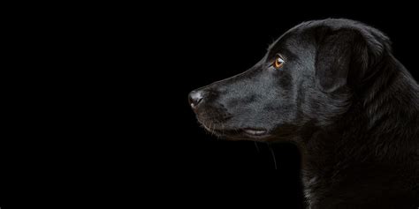 Dog Portraits Mark Hewitson Photography Of Thame