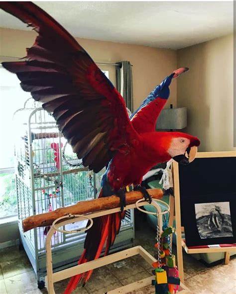 lovely scarlet macaws for sale terry s parrot farm