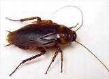 Pictures of New Cockroach Species