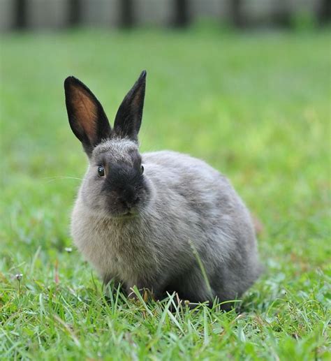 Free Image On Pixabay Bunny Rabbit Easter Cute Animal Solar