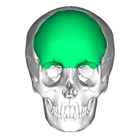 Frontal Bone Anterior Part Of Cranium And Part Of Cranial Floor Part