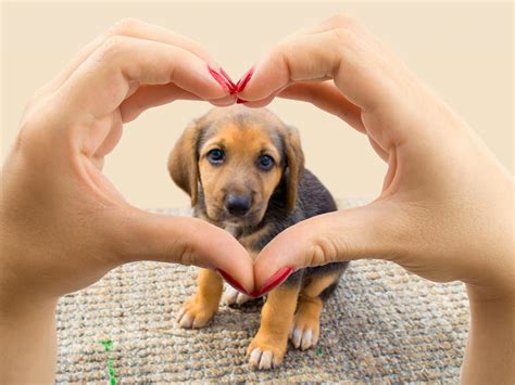 7 Beneficios De Tener Mascota Para Tu Salud Mental