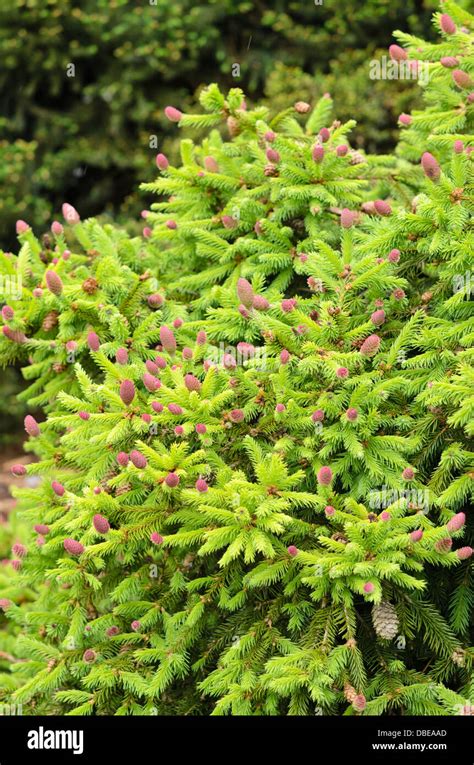Dwarf Common Spruce Picea Abies Acrocona Push Syn Picea Abies
