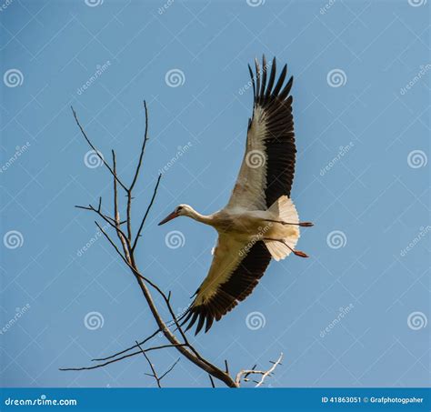 Storck Stock Image Image Of Flight Flying Walking 41863051