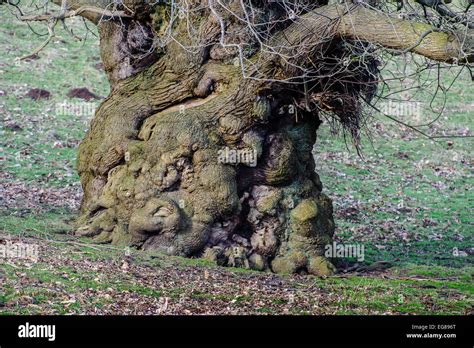 A Big Fat Tree Stock Photo Alamy